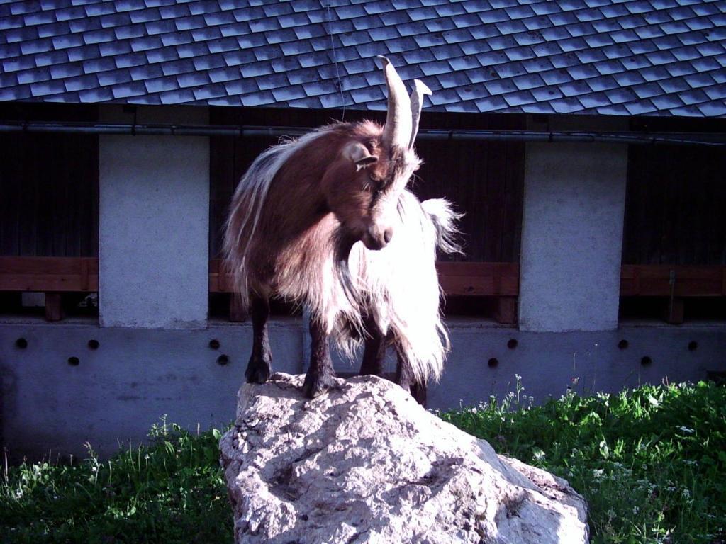 Hinterramsebn Daire Vorderstoder Dış mekan fotoğraf