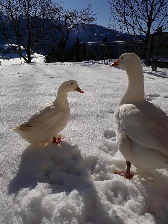 Hinterramsebn Daire Vorderstoder Dış mekan fotoğraf